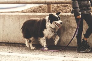 Start A Home-Based Dog Walking Business